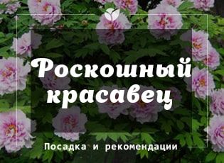 Пионы древовидные: посадка и уход