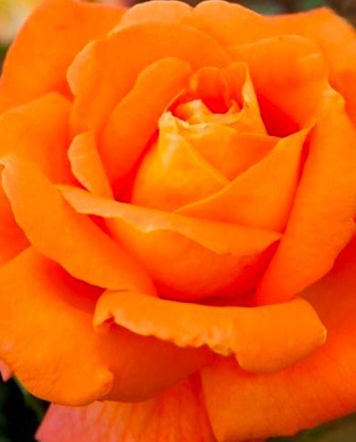 Роза спрей ярко-оранжевая "Алегрия" (саженец класса АА+) высший сорт фото-0
