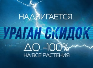 Ураган скидок до 100%