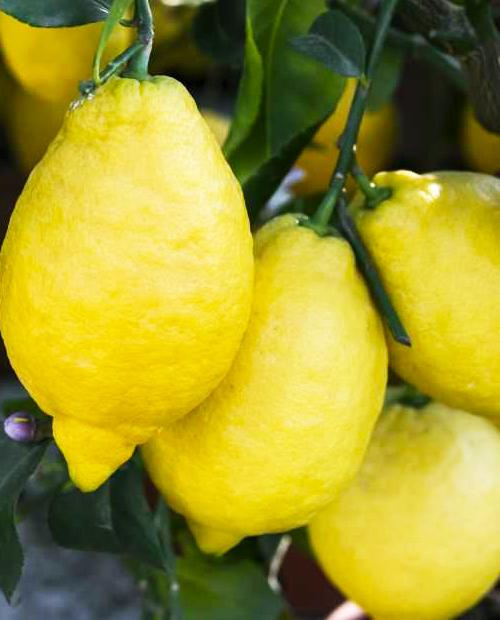Лимон "Новогрузинский" (ремонтантный сорт, плодоносит 2-3 раза в год) фото-1