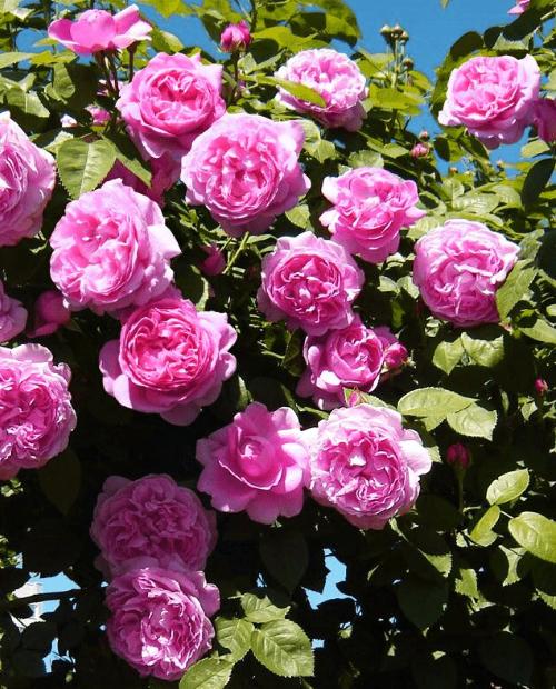 Роза английская Алан Тичмарш розовая (саженец класса АА+) высший сорт фото-3