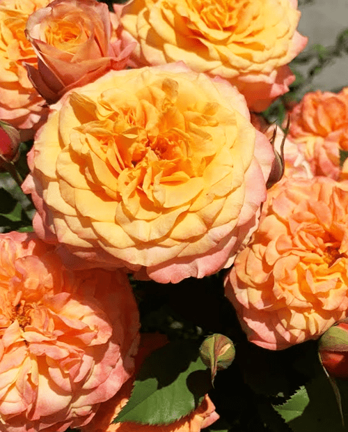 Роза шраб "Лавила Кота" (корневая окс) 1 год фото-0
