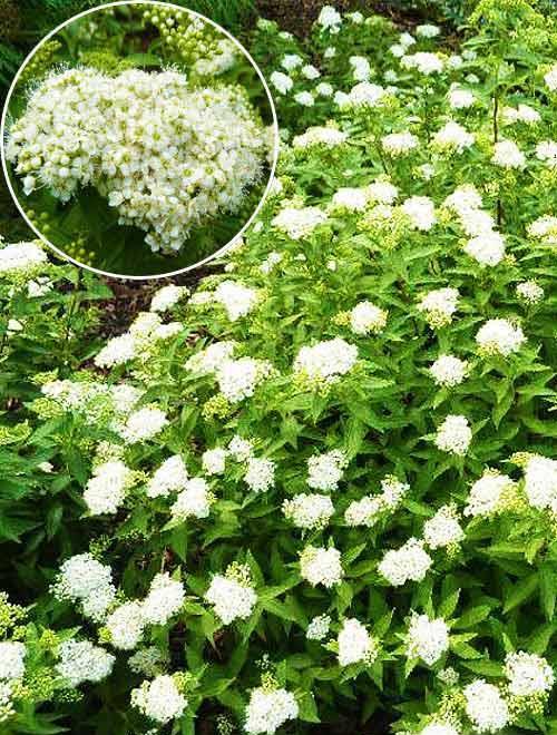 Спирея японская белая "Альбифлора" (Albiflora) (контейнер p9) фото-
