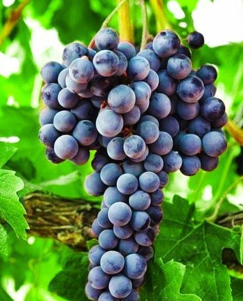 Виноград ярко-синий "Августа" (винный сорт, средний срок созревания) фото-
