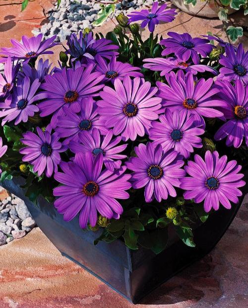 Остеоспермум Сэньорита Линда Перпл (Senorita Linda Purple) (контейнер 1л) фото-2