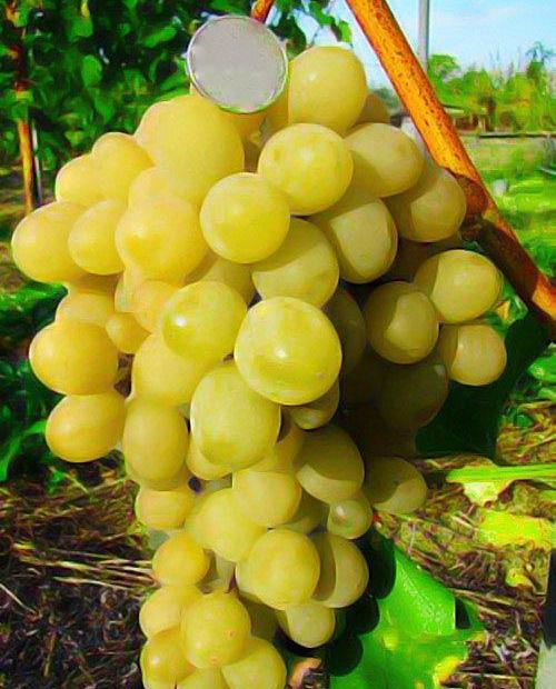Виноград Супер экстра желтый (столовый сорт, сверхранний срок созревания) фото-0
