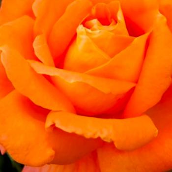 Роза спрей ярко-оранжевая "Алегрия" (саженец класса АА+) высший сорт