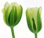 Луковицы зеленоцветных тюльпанов