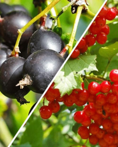 Калина и йошта, комплект из 2 сортов "Ягодная магия" (Berry magic) 2 шт саженцев