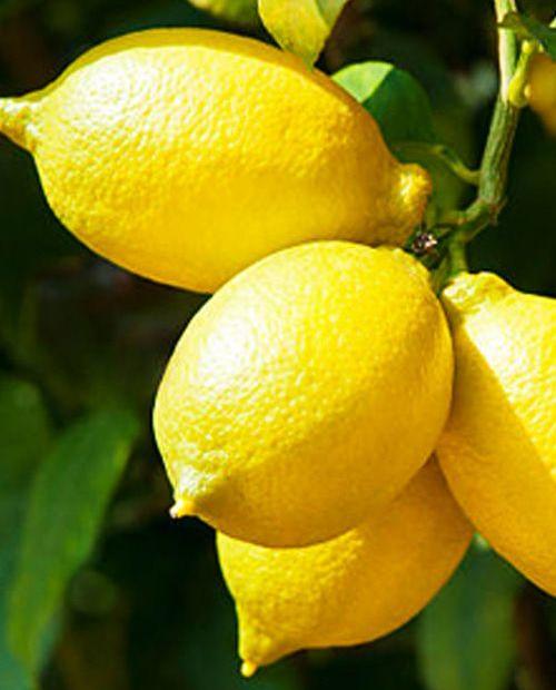 Лимон "Урман" (ремонтантный, устойчивый к заболеваниям сорт) фото-0