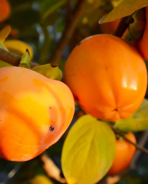 Хурма ярко-оранжевая "Шарон" (средний срок созревания, на морозостойком подвое) фото-2
