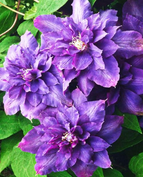Клематис махровый Вывьян Пеннелл (Vyvyan Pennell) фиолетовый (корневая окс) фото-3