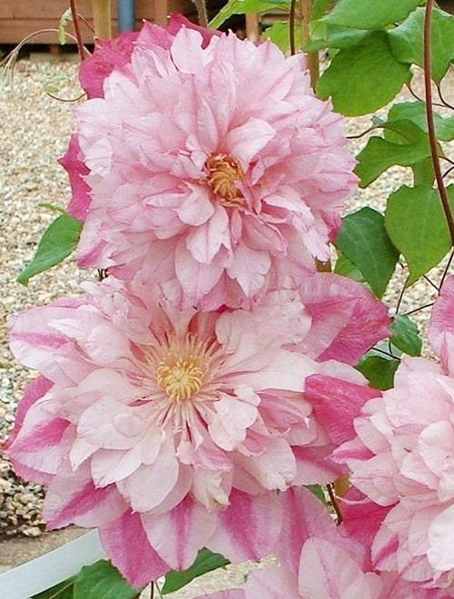 Клематис крупноцветковый Инносент блаш (Innocent Blush) бело-розовый (польский сорт) (корневая окс) фото-0