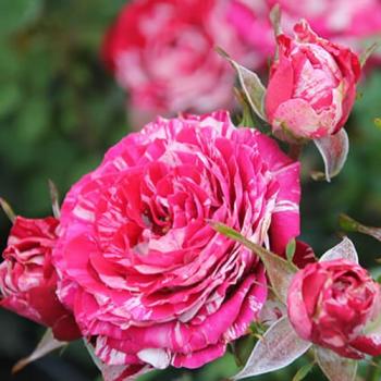 Роза спрей розовая с бело-розовыми полосками "Пинк Флэш" (Pink Flash) (саженец класса АА+) высший сорт