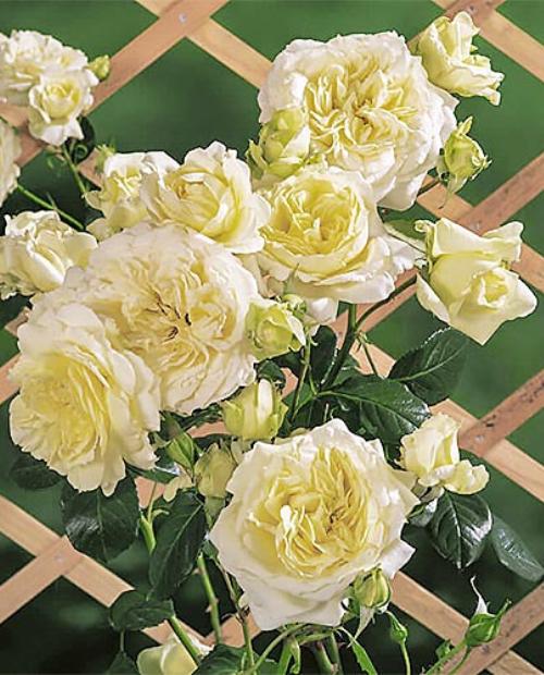 Роза плетистая Эльф (Elfe) нежно-кремовая (саженец класса АА+) высший сорт фото-2