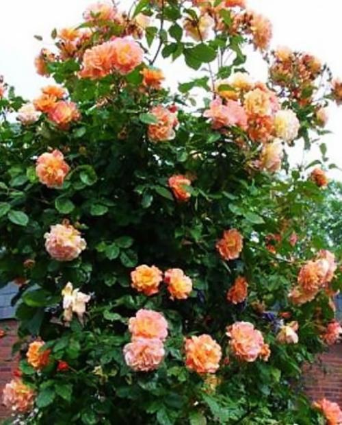 Роза плетистая розово-оранжевая "Полька" (саженец класса АА+) высший сорт фото-1