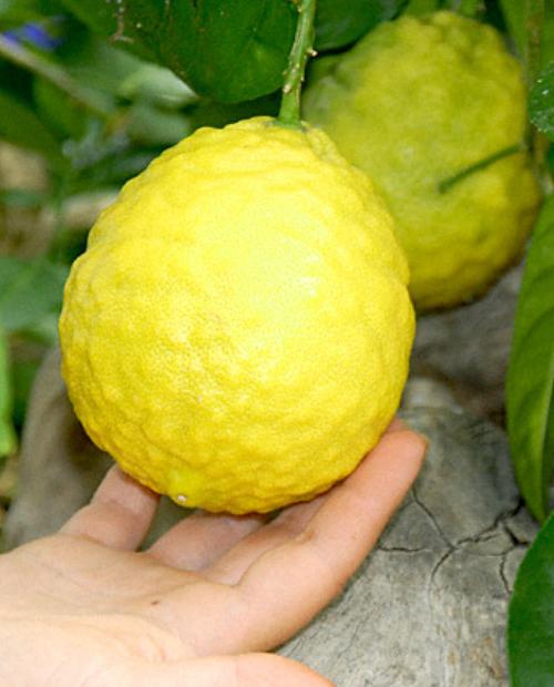 Лимон "Пандероза" (гибрид цитрона, грейпфрута и лимона) фото-1