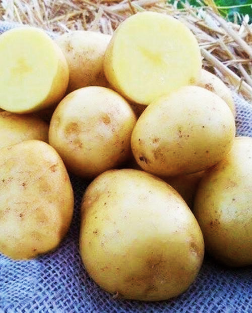 Семенной картофель "Гала" 1кг фото-3