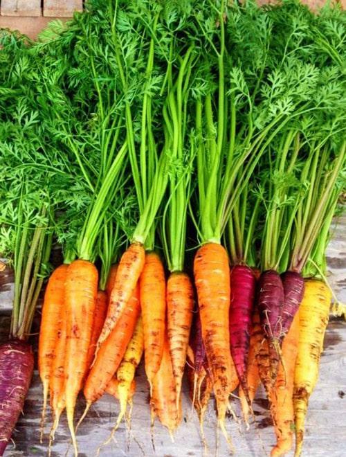 Морковь "Колорит F1" 1г фото-0