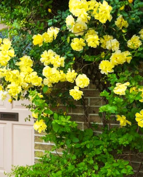 Роза плетистая ярко-желта "Голден Шауэрс" (саженец класса АА+) высший сорт  фото-3