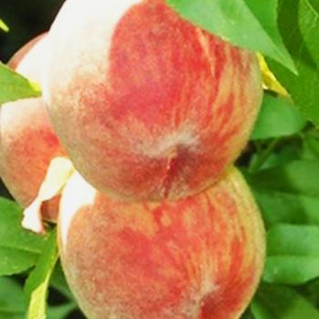 Персик оранжевый "Ирганайский поздний" (позднего срок созревания)