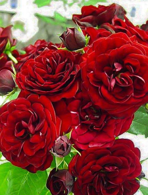 Эксклюзив! Роза парковая бордовая "Кармен" (Carmen) (премиальный морозостойкий сорт) фото-