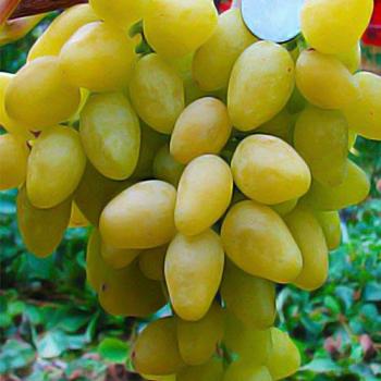 Виноград лимонно-желтый "Долгожданный" (кишмиш, ультраранний срок созревания)