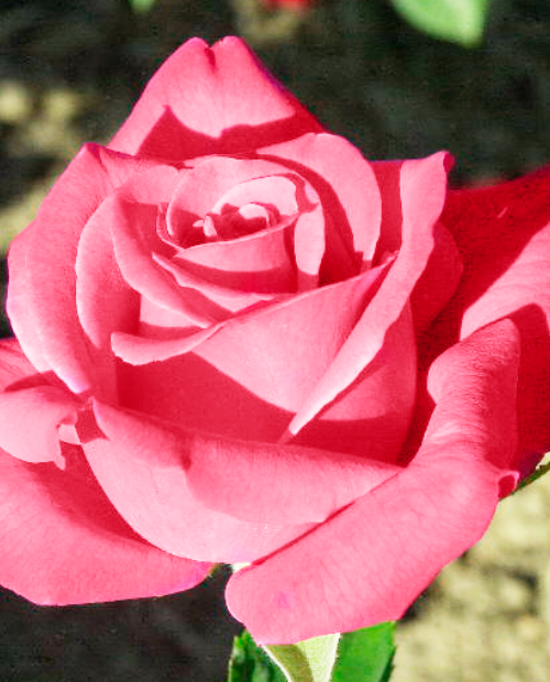 Роза чайно-гибридная лососевая "Дамский каприз" (Lady's whim) (стойко ароматный сорт) фото-3