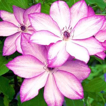Клематис крупноцветковый розово-белый "Omoshiro" (Омоширо) (корневая окс)