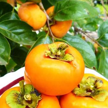 Хурма оранжевая "Яблочная" (поздний срок созревания, на морозостойком подвое)