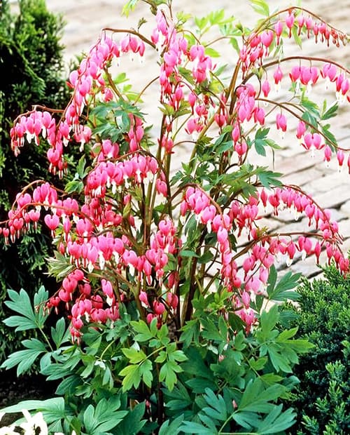 Дицентра великолепная (Dicentra spectabilis) 1шт в упаковке фото-2