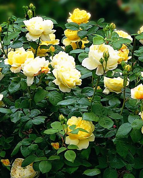 Роза английская желтая "Чарльз Дарвин" (саженец класса АА+) высший сорт фото-3