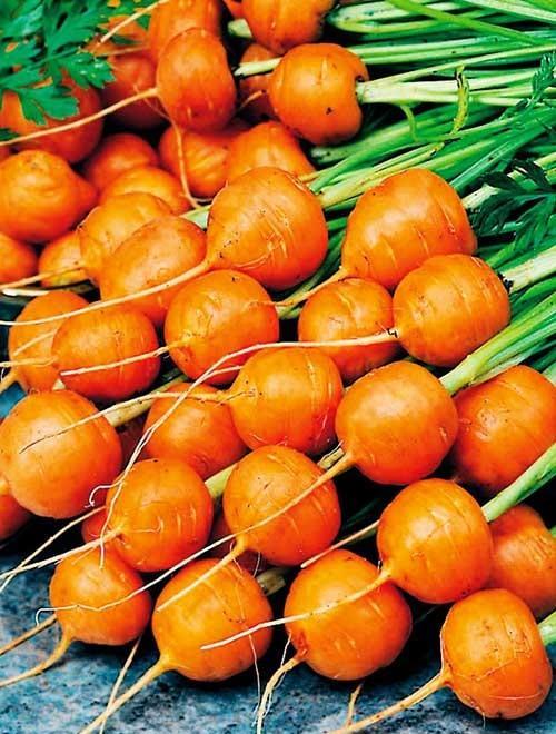 Морковь "Каротель парижская" 1г фото-0