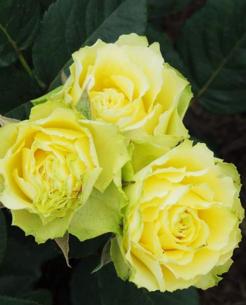 Роза чайно-гибридная лимонная с зеленым оттенком "Взгляд Луизы" (Louise's look) (саженец класса АА+, высокорослый сорт) фото-1