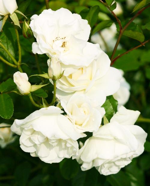 Роза плетистая нежно-белая "Айсберг" (саженец класса АА+) высший сорт  фото-2