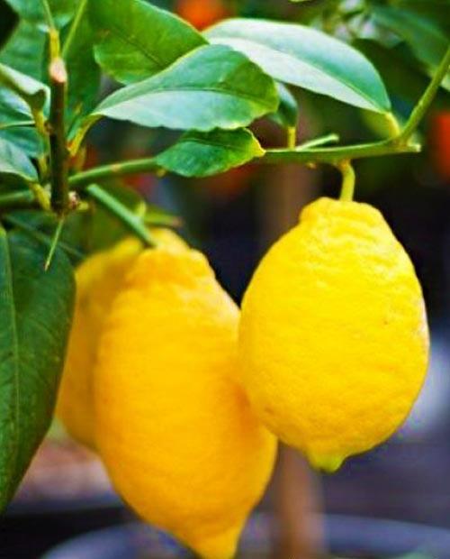 Лимон "Новогрузинский" (ремонтантный сорт, плодоносит 2-3 раза в год) фото-0