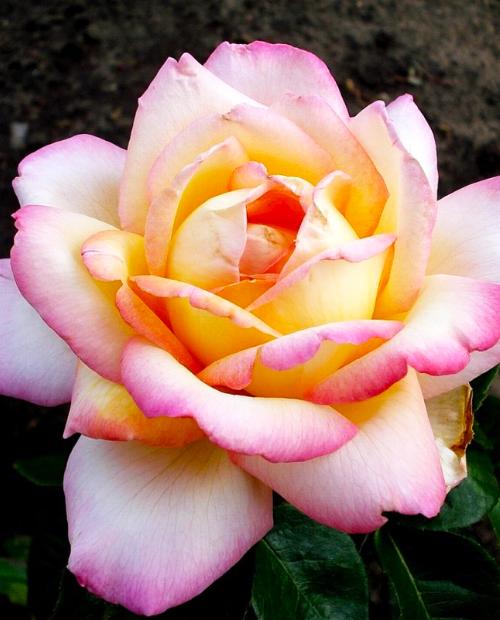 Роза чайно-гибридная золотисто-желтые с красным краем "Глория Деи" (саженец класса АА+) высший сорт фото-3