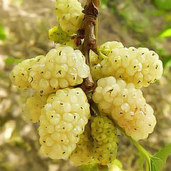 Шелковица белая крупноплодная "Медовая" (средний срок созревания)
