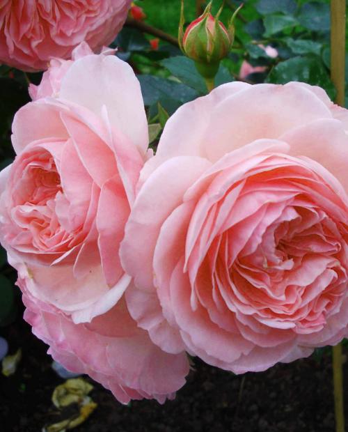 Роза флорибунда нежно-розовая "Мария Тереза" (саженец класса АА+) высший сорт фото-2