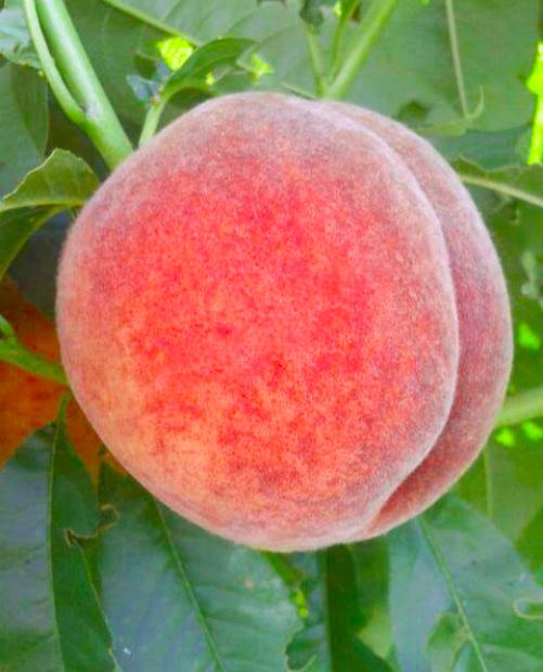 Персик ярко-розовый "Мореттини" (ранний срок созревания) фото-1