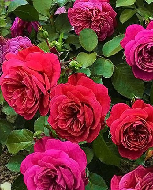 Роза флорибунда малиново-красная "Сангрия" (саженец класса АА+) высший сорт фото-0