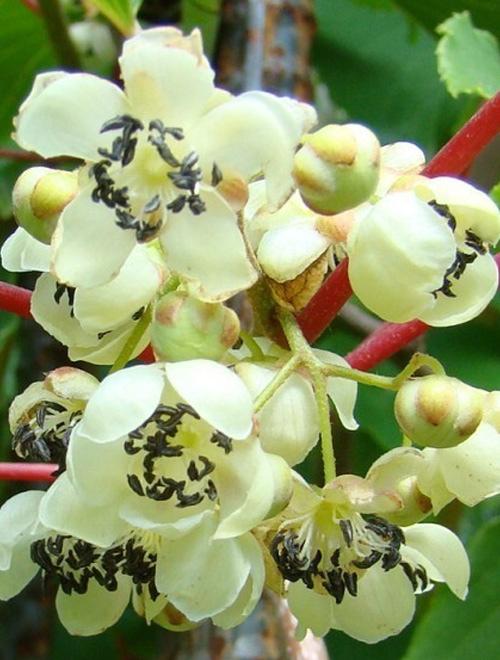 Киви опылитель "Мальбэк" (мужской цветок, один саженец опыляет до 5-6 растений) фото-