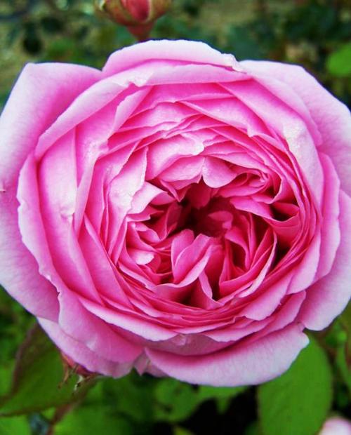 Роза английская розовая "Алан Тичмарш" (саженец класса АА+) высший сорт фото-1