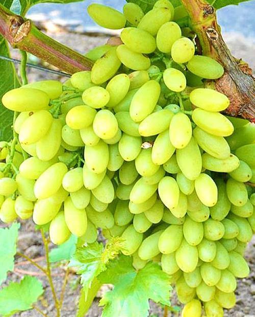 Виноград зеленый "Тимур" (столовый сорт, ранний срок созревания) фото-