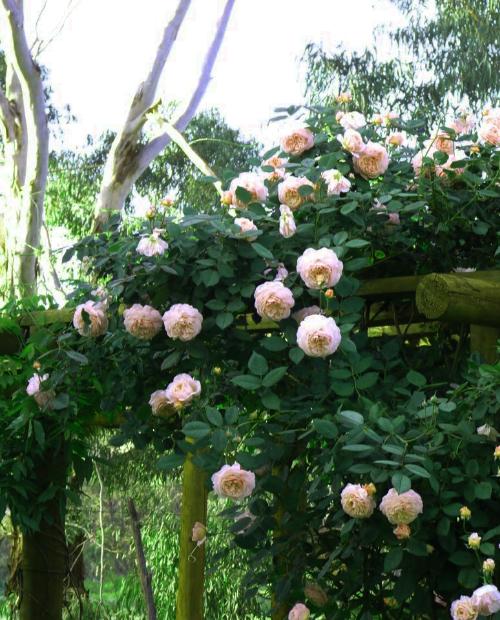 Роза английская Э Шропшир персиковая (саженец класса АА+) высший сорт фото-2