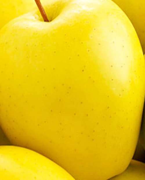 Яблоня желтая "Голден Делишес" (зимний срок созревания) (корневая окс) фото-2