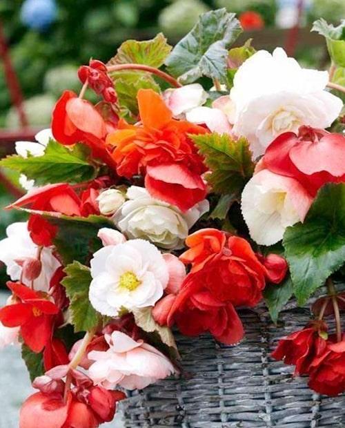 Бегония каскад Одороса Фрагрант микс (Odoros Cascade Fragrant Mix) 1шт в упаковке фото-0