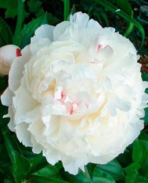 Пион древовидный белый "White" (корневая окс) фото-0