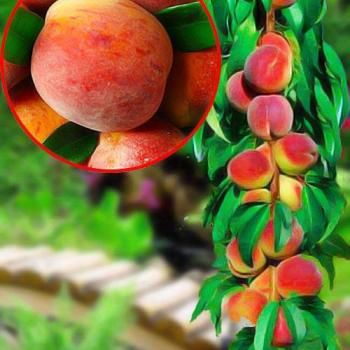 Персик колоновидный желто-красный "Тотем садовода" (средне-ранний срок созревания)
