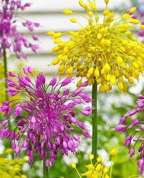 Аллиум "Микс желтый и розовый" (Mix yellow and pink) 5шт в упаковке (размер 4\5) фото-0
